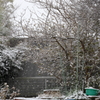 初雪　庭先を