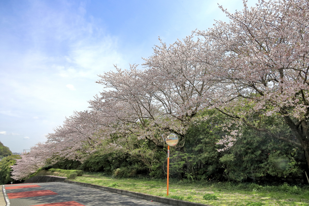 通勤路の桜（上から）