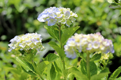 紫陽花畑