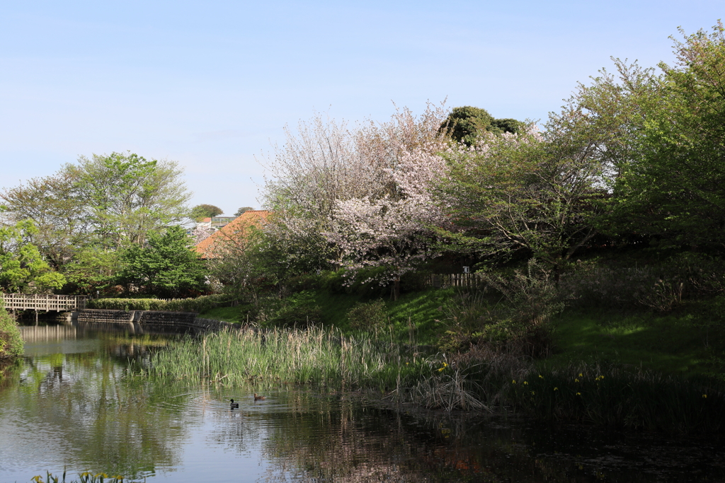 今泉名水桜公園　葉桜