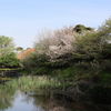 今泉名水桜公園　葉桜