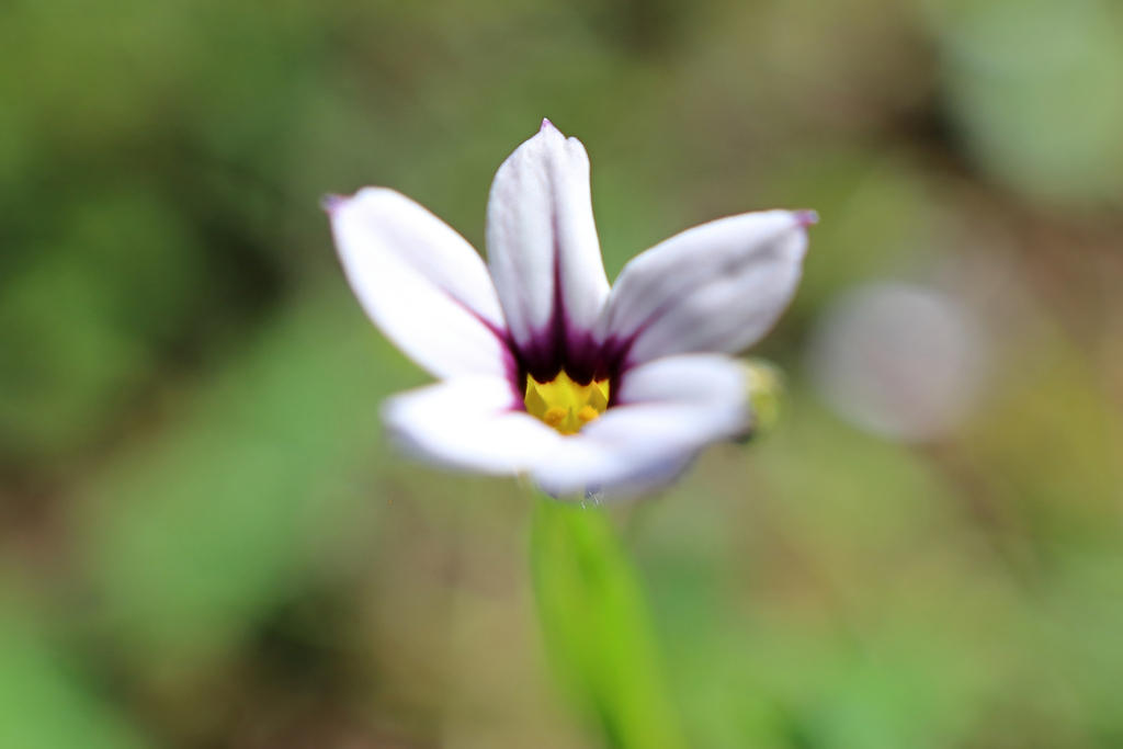 ニワゼキショウ