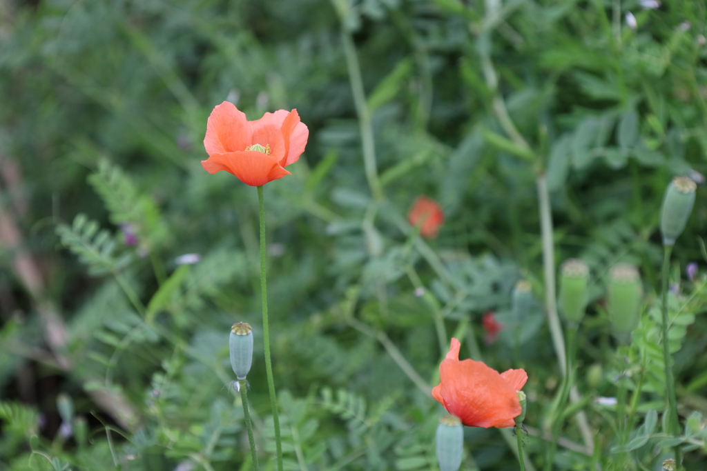 ナガミヒナゲシ