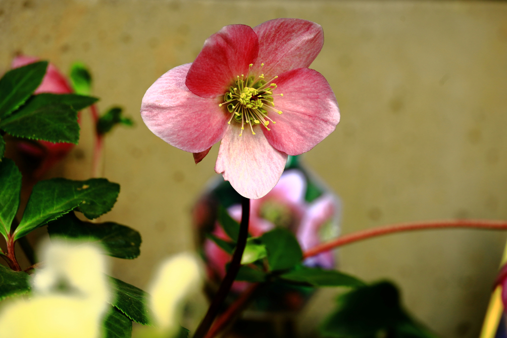 氷の薔薇ピコティー