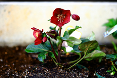 イタリアーノ・ベノッタ