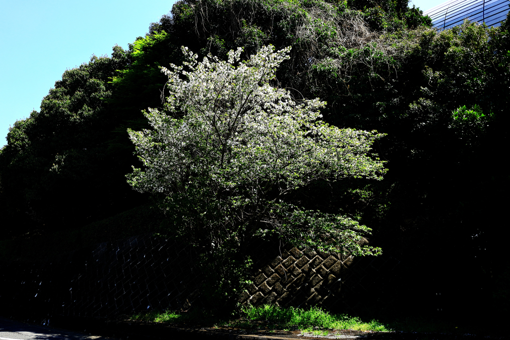葉桜