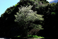 葉桜
