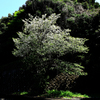 葉桜