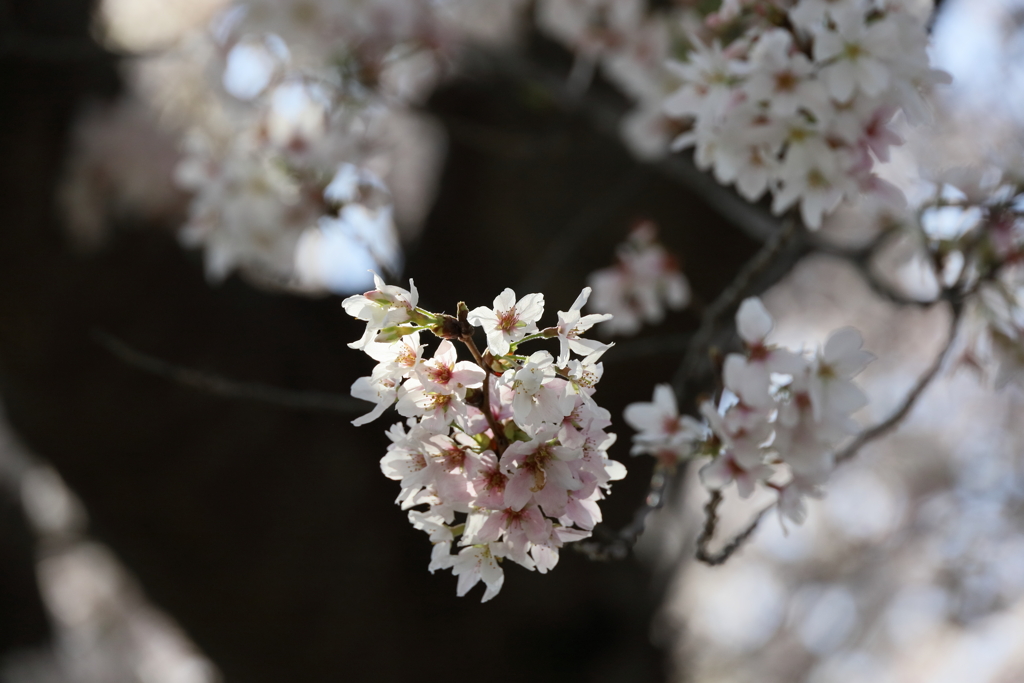藤沢市　市民図書館南側交差点