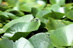 オオシオカラトンボ