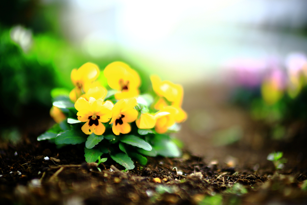 イエロービオラ