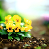 イエロービオラ