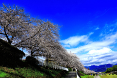 見上げる桜