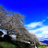 見上げる桜