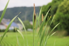 水田脇のガマの穂