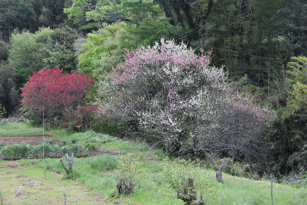 紅白梅