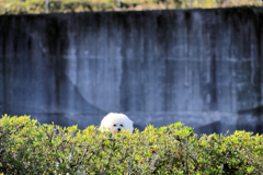 秋の宮ヶ瀬湖