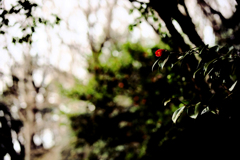 終わりかけの山茶花
