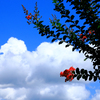 白い雲と百日紅