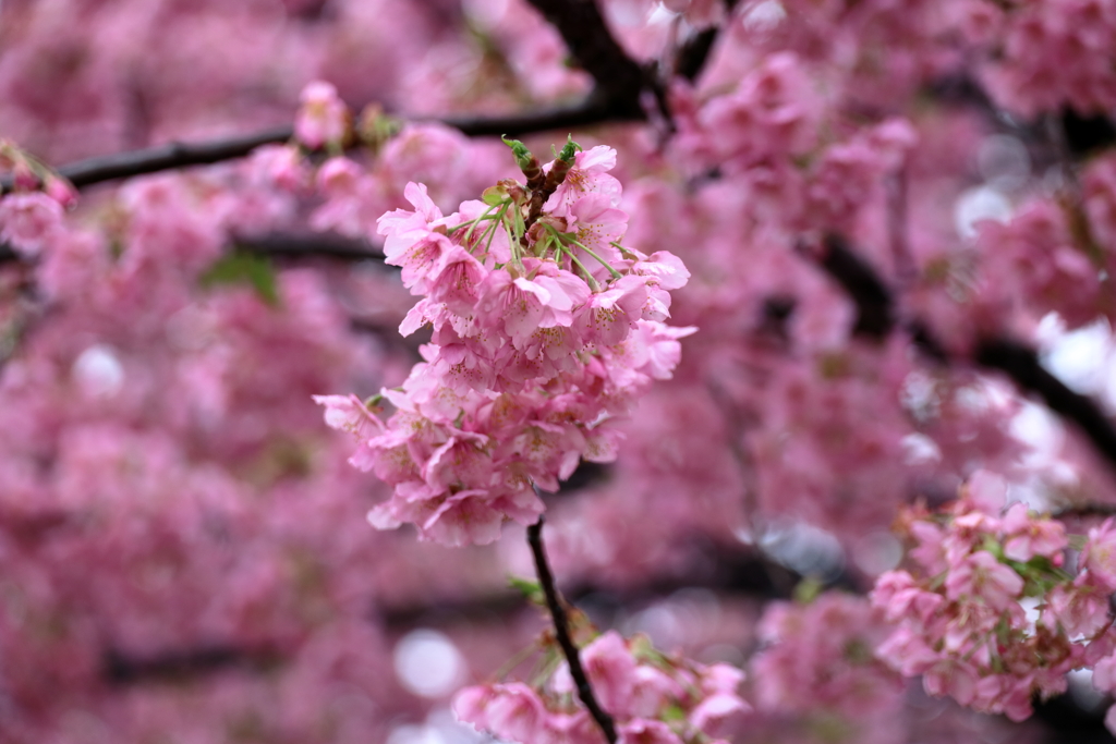 桜の前に桜