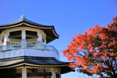 弘法山公園の紅葉