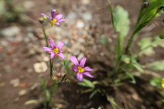 ニワゼキショウ