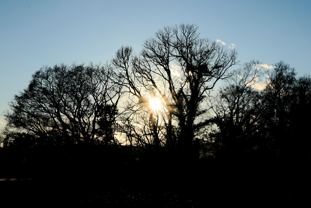 枯れ木と西日