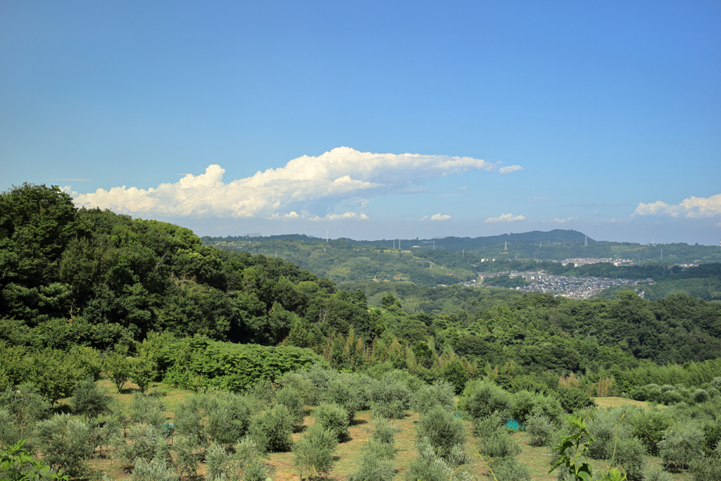 オリーブ畑に飛び魚の様な雲