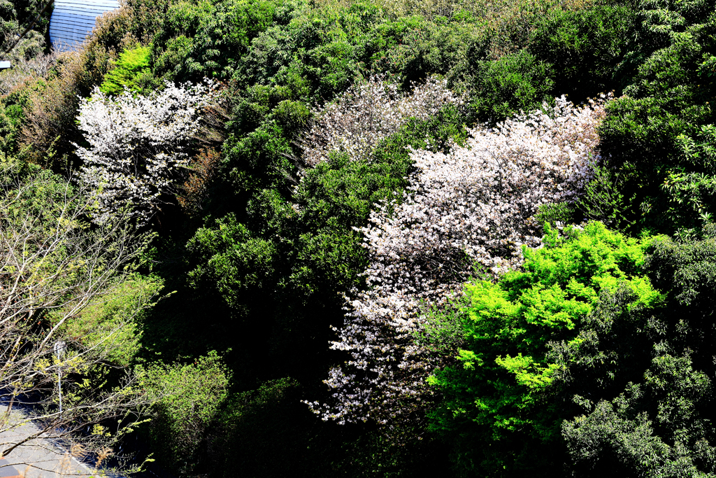 野生のような桜