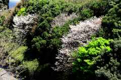 野生のような桜