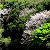 野生のような桜