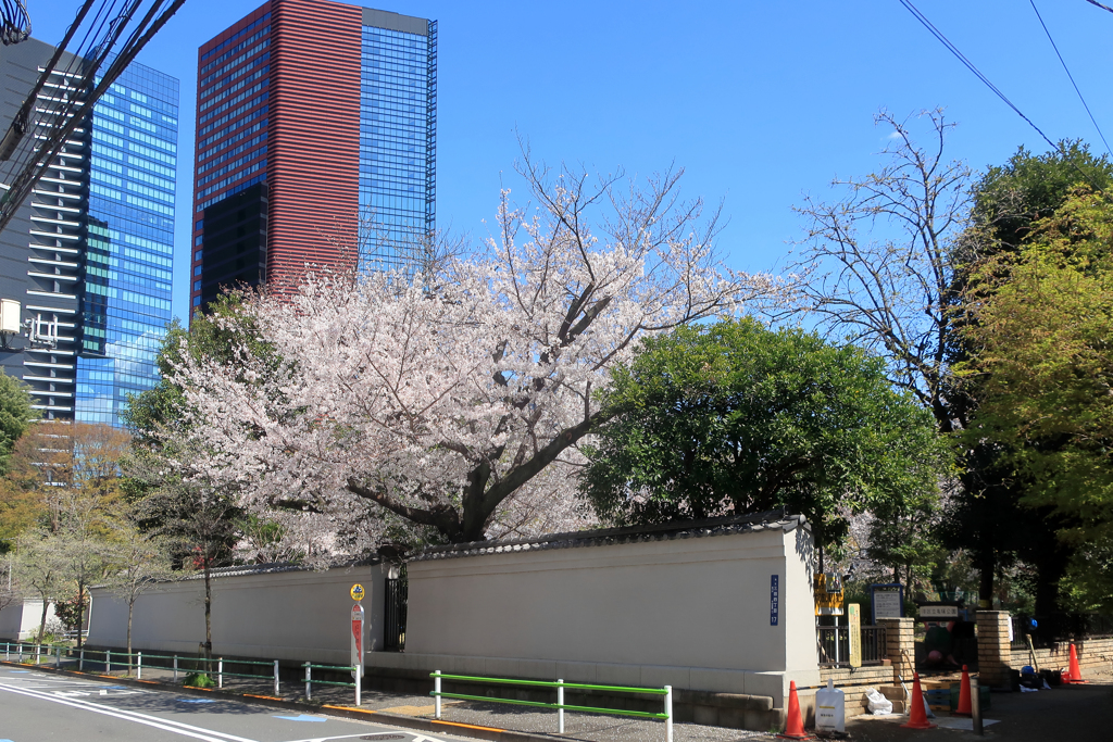 亀塚公園の桜