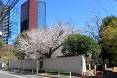 亀塚公園の桜