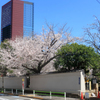 亀塚公園の桜