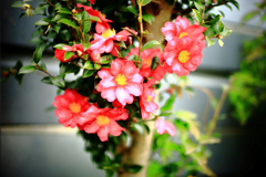 うつむき加減の山茶花