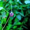 葛の花
