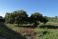 栗の木と栗の実