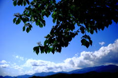 覆い被さるクマノミズキ