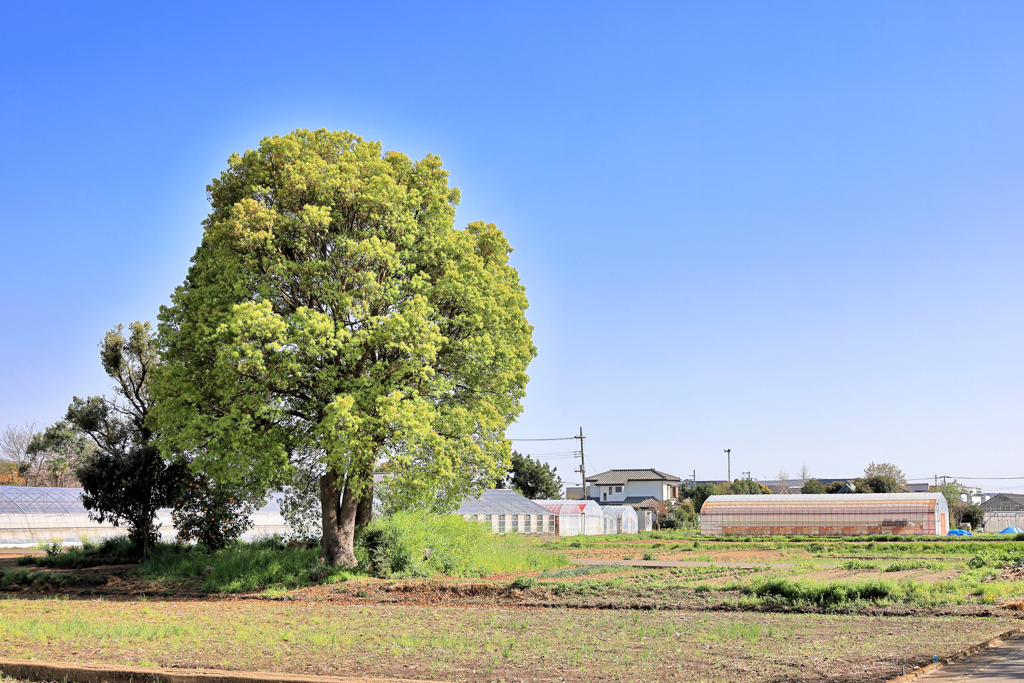 昼下がりの一本樹
