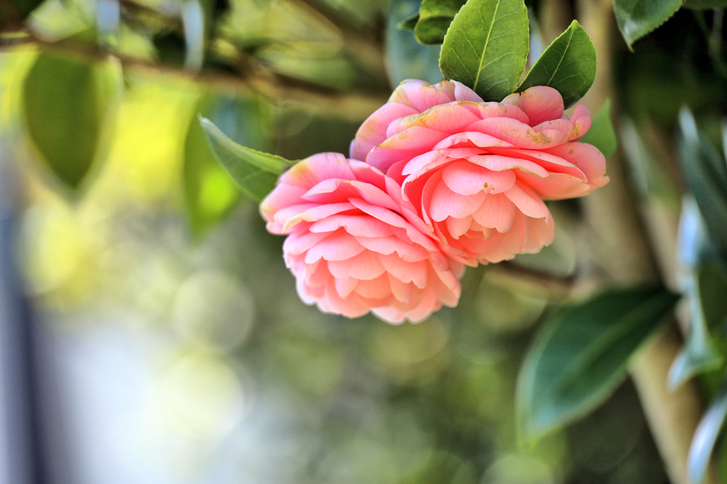 下を向く二輪の山茶花