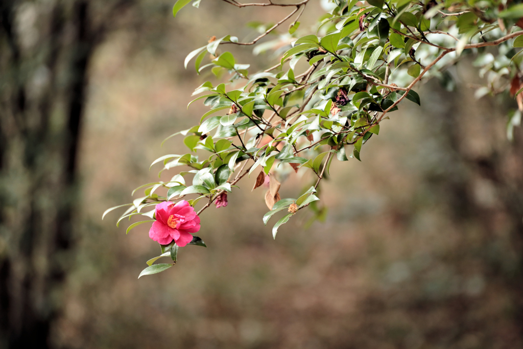 風に揺れる山茶花