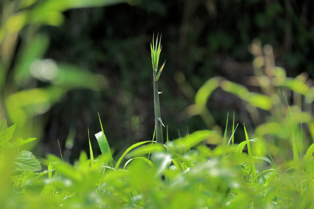 草木の間に竹