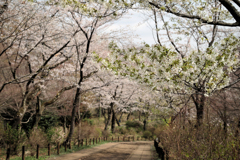権現山の坂を下る