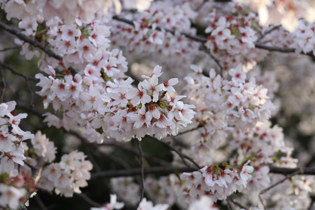 桜に桜