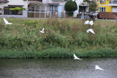 一斉に逃げるサギ
