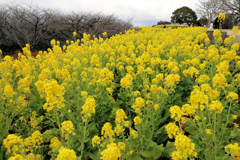 吾妻山の菜の花畑