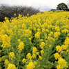 吾妻山の菜の花畑