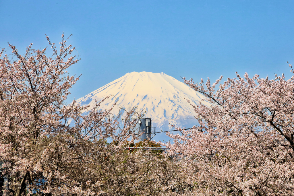桜の切れ目に富士山