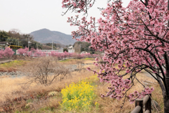 水無川沿いのおかめ桜
