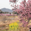 水無川沿いのおかめ桜